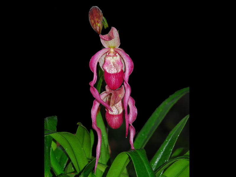 Phragmipedium China Dragon OP in vitro