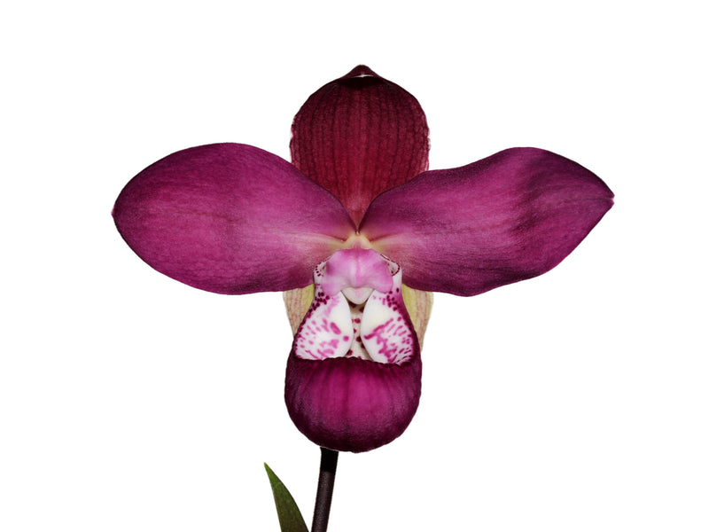 Phragmipedium Cuencano