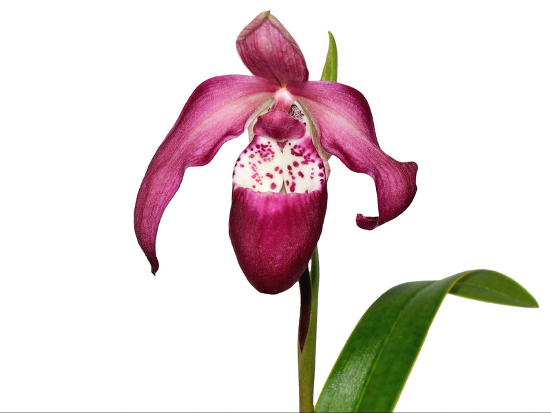 Phragmipedium Dr Koopowitz