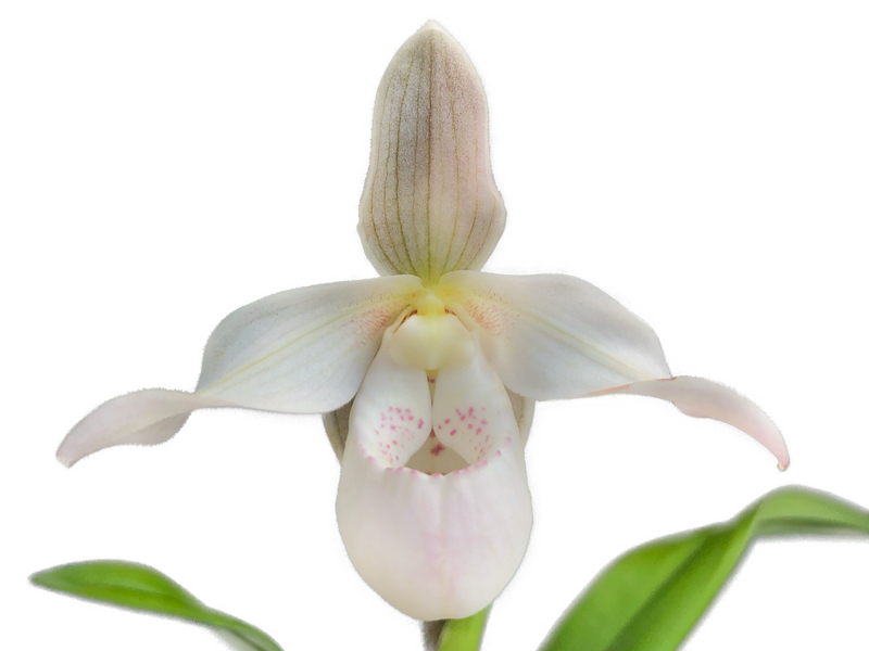 Phragmipedium Easy Men