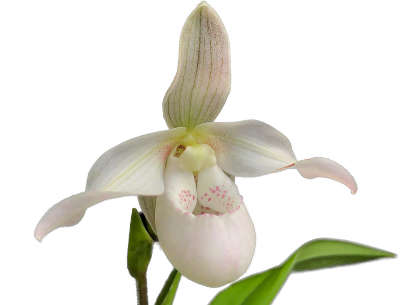 Phragmipedium Easy Men