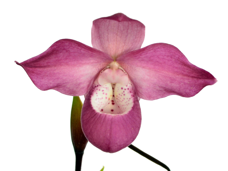 Phragmipedium Ecuagenera Dream