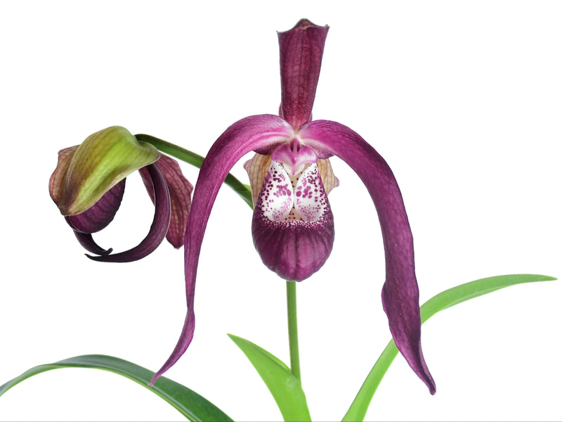 Phragmipedium Ecuagenera Gigi