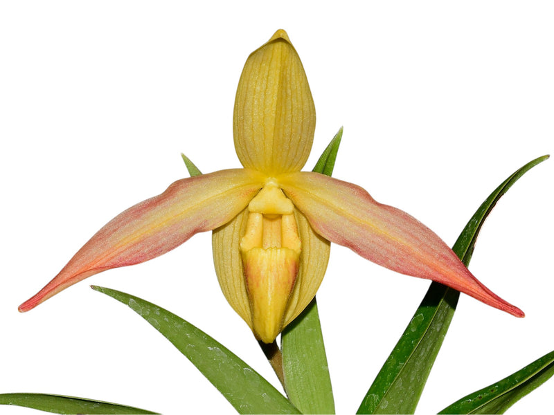 Phragmipedium Eric Young xanthinum red