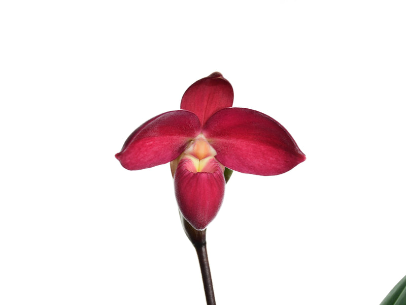 Phragmipedium Eugene Banziger