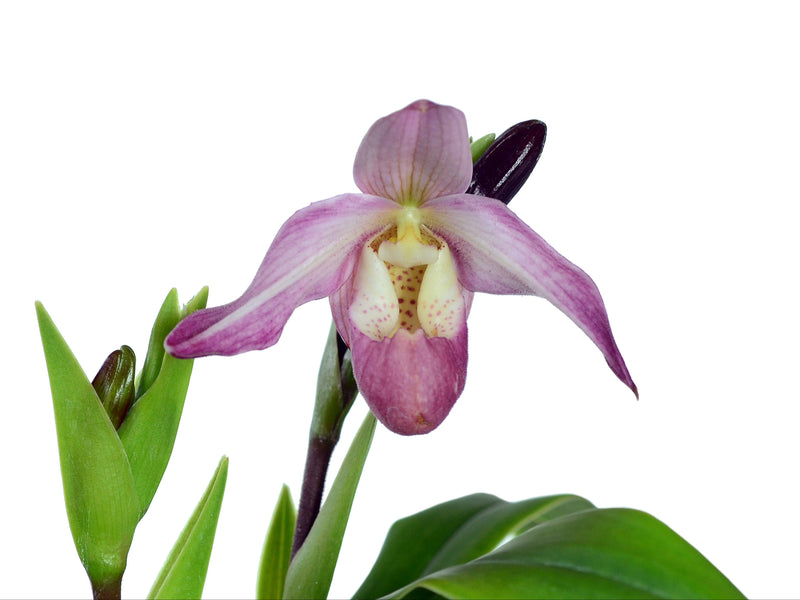 Phragmipedium Faust's Elegance