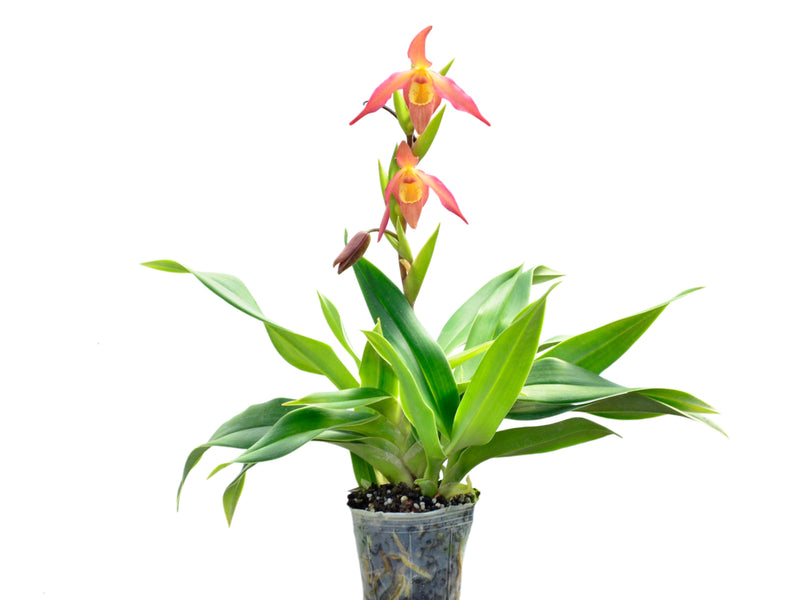 Phragmipedium Franz Glanz