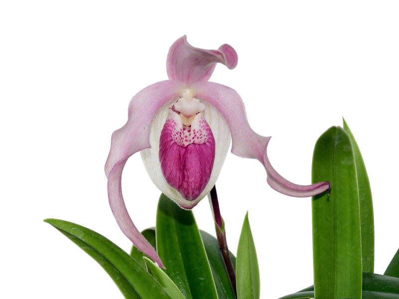 Phragmipedium Gerardo Guachisaca