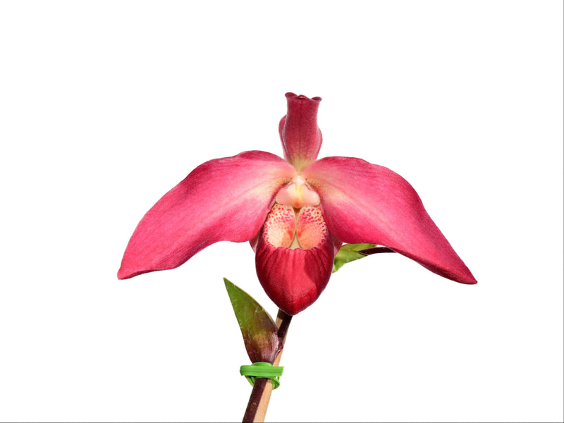 Phragmipedium Glen Decker