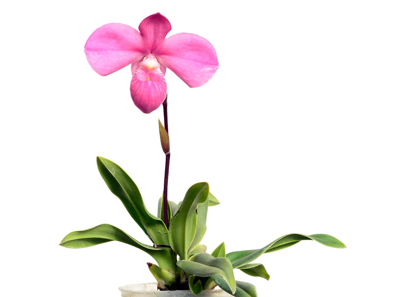 Phragmipedium Graeme Jones