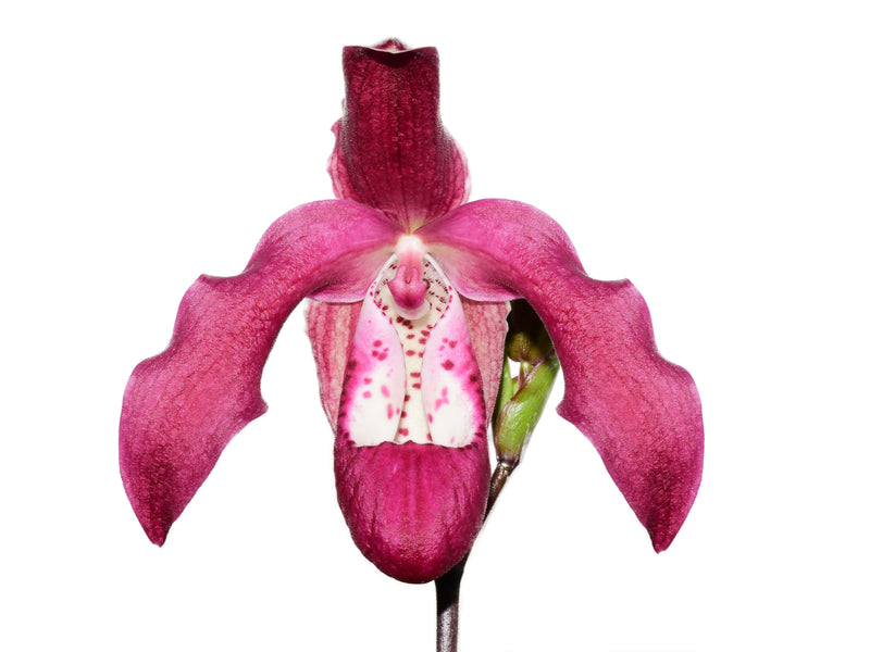 Phragmipedium Gualaceo