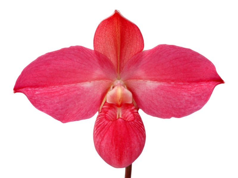 Phragmipedium Haley Decker