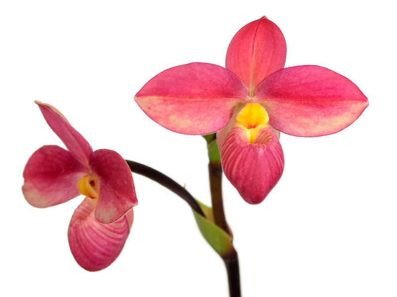 Phragmipedium Hanne Popow