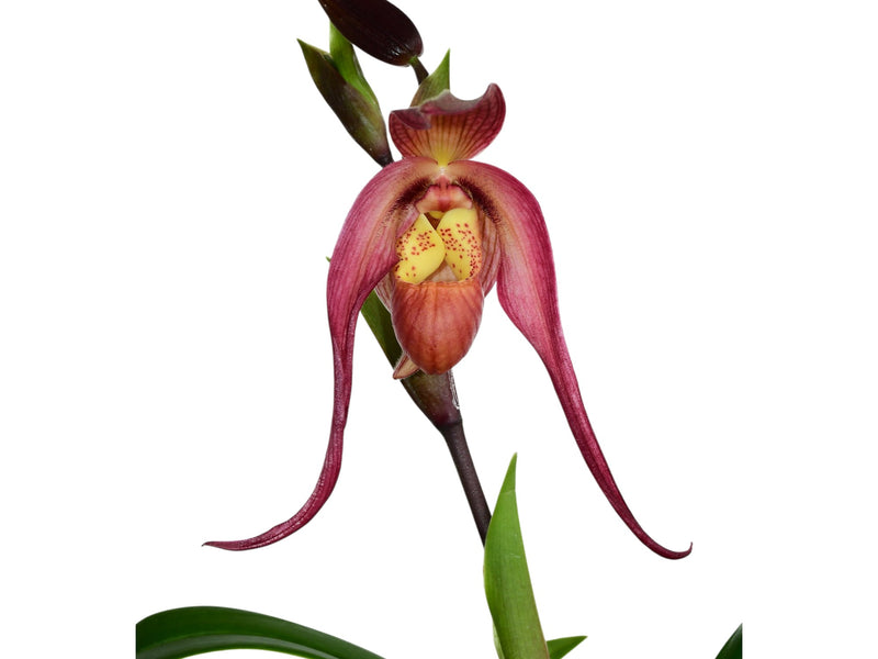 Phragmipedium Harry Nagata