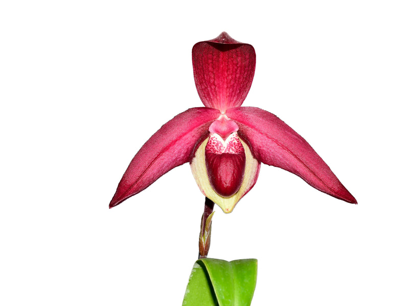 Phragmipedium Janela Portilla