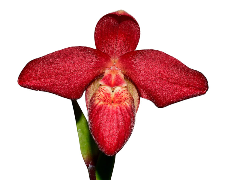 Phragmipedium Jason Fischer
