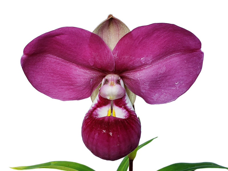 Phragmipedium kovachii