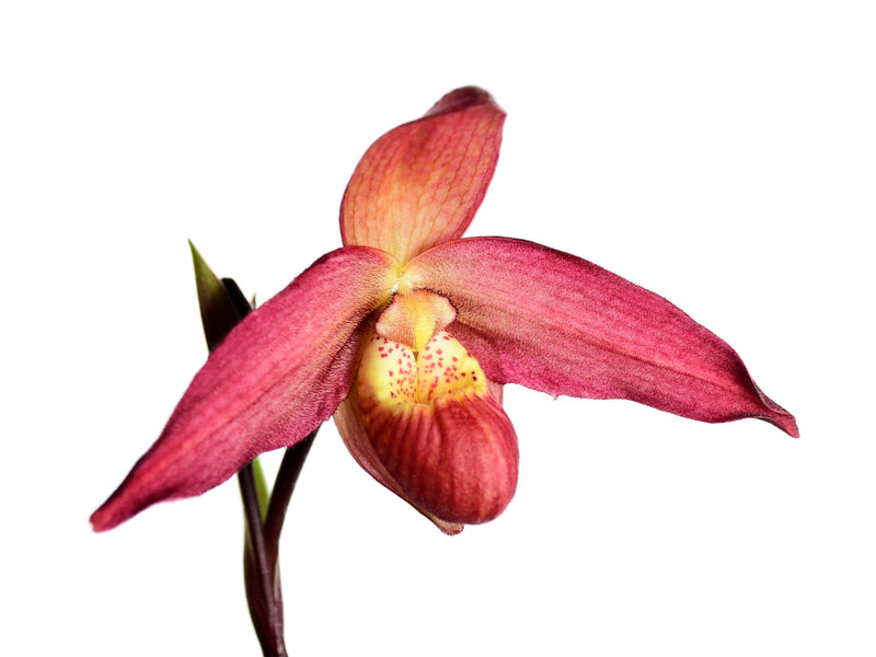 Phragmipedium La Ponterrin