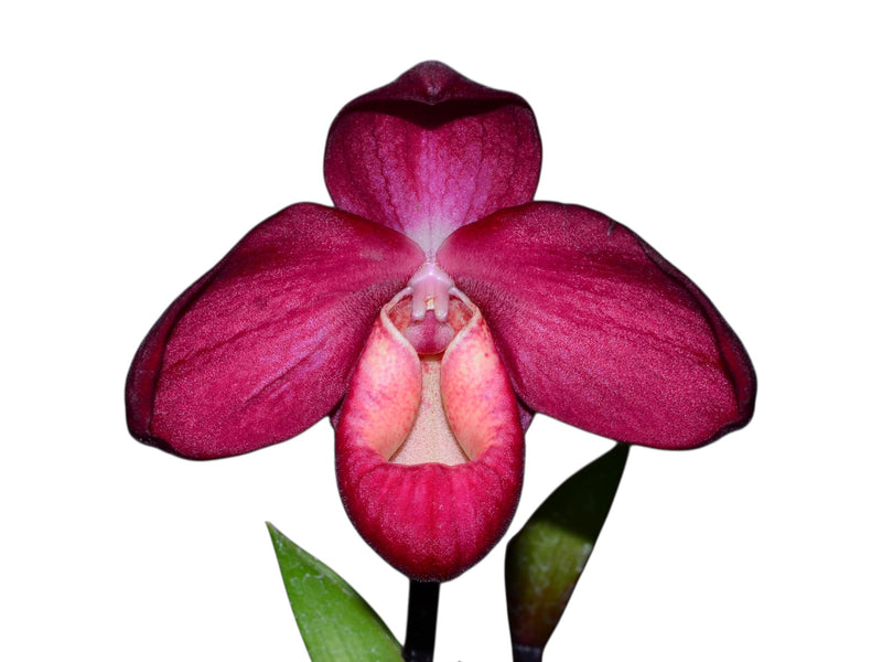 Phragmipedium La Vingtaine