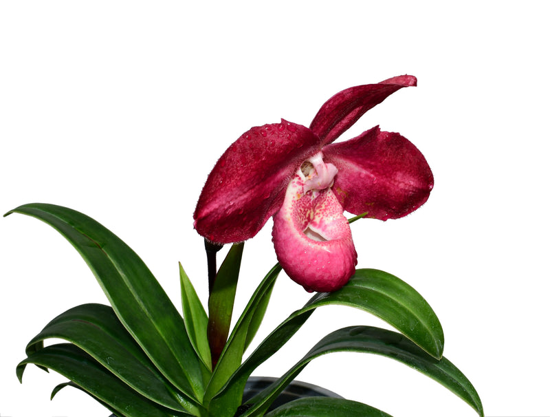 Phragmipedium Les Varines