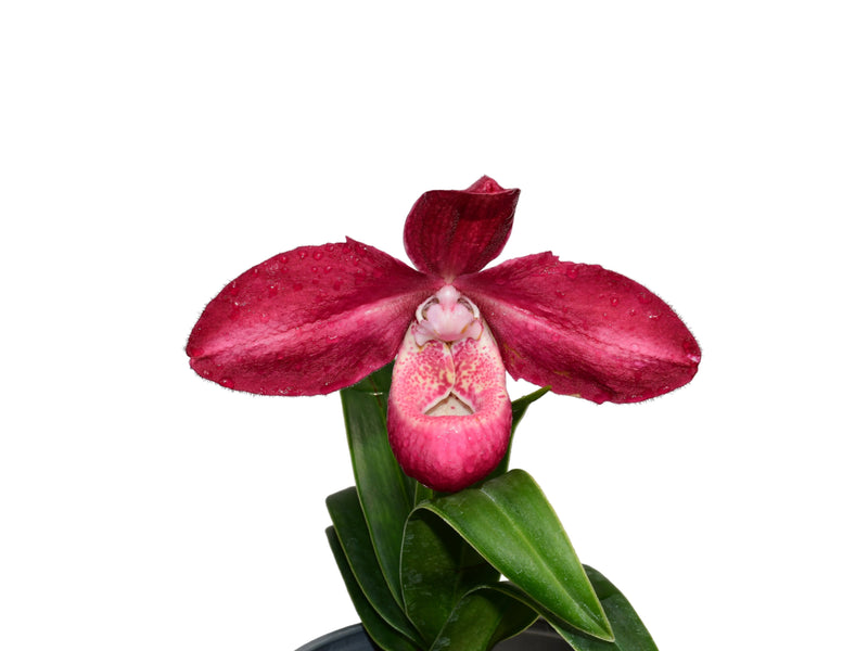 Phragmipedium Les Varines