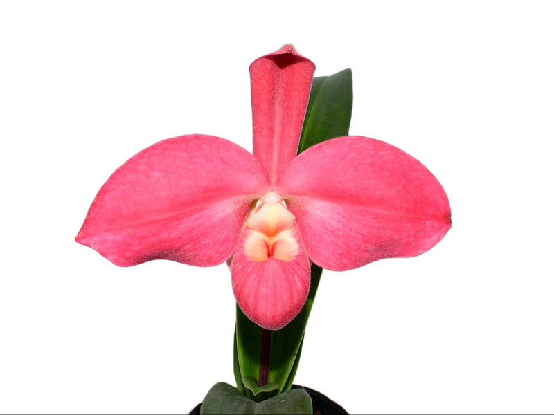 Phragmipedium Lovely Lynne