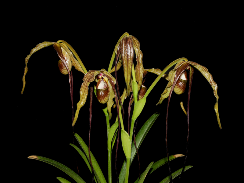 Phragmipedium Majestic Tresses
