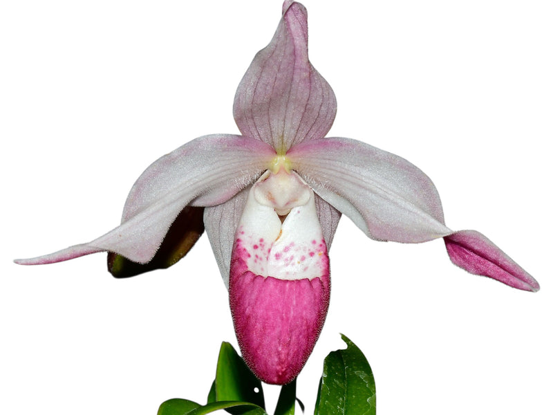 Phragmipedium Martina