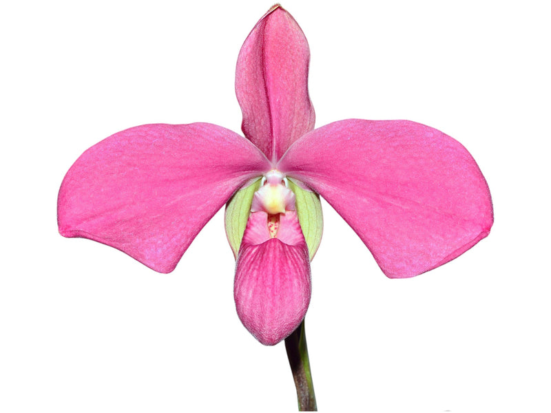 Phragmipedium Memoria Emma Decker