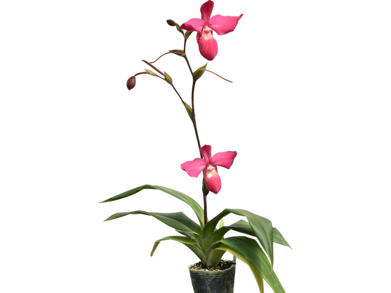 Phragmipedium Memoria Emma Decker