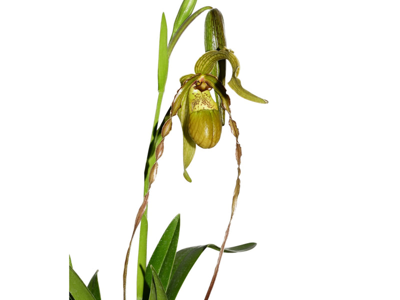 Phragmipedium Michael Riley