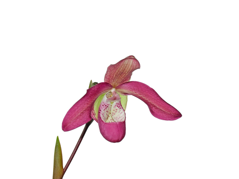 Phragmipedium Pat Ramsey