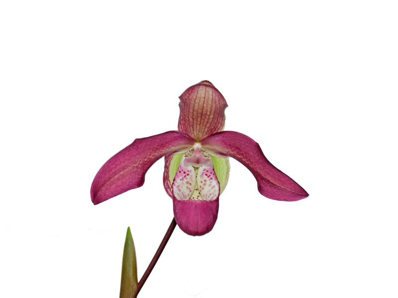Phragmipedium Pat Ramsey