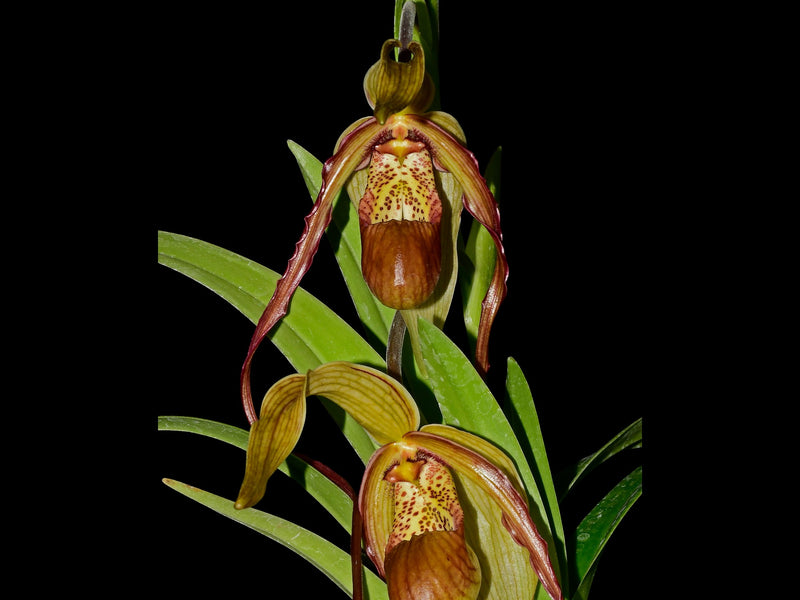 Phragmipedium Paute