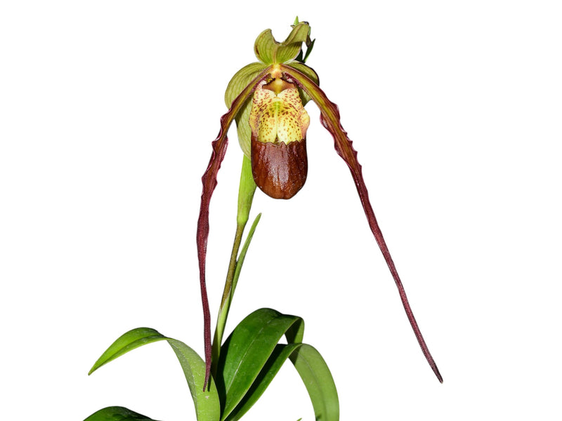 Phragmipedium Paute