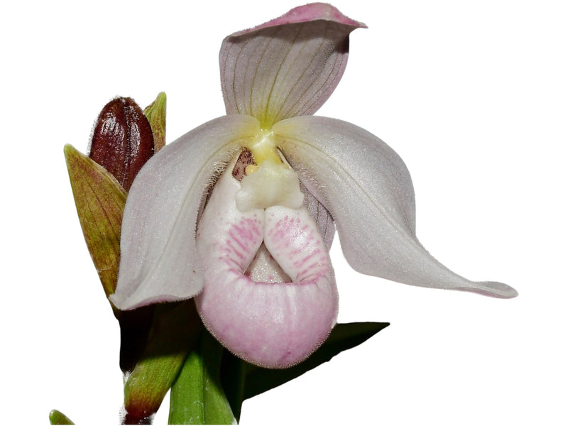 Phragmipedium Paz en Colombia