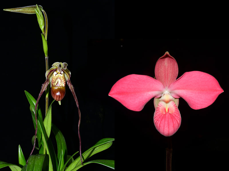 Phragmipedium Predator x Phrag. Peruflora's Cirila Alca OP in vitro