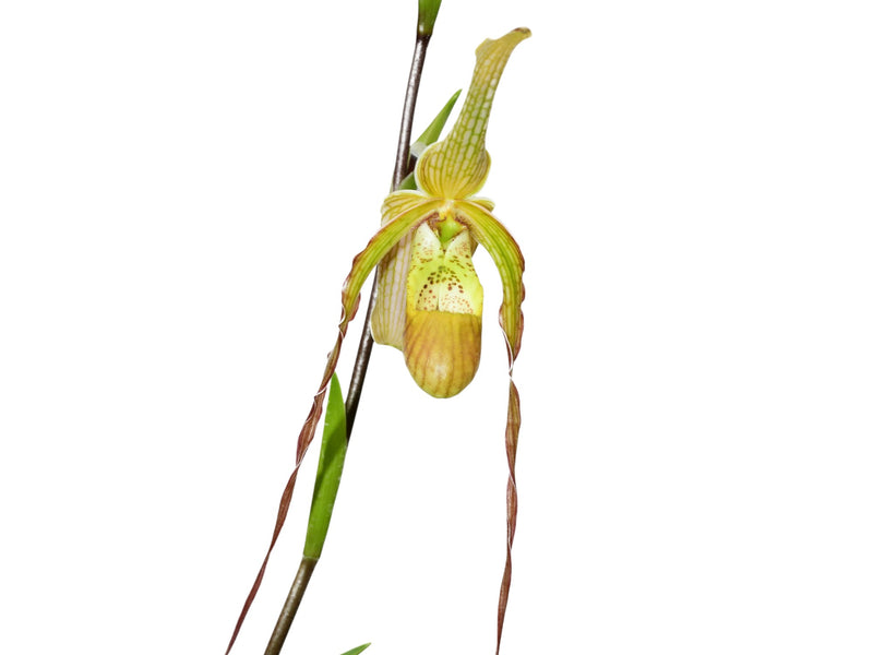 Phragmipedium Rina Soto