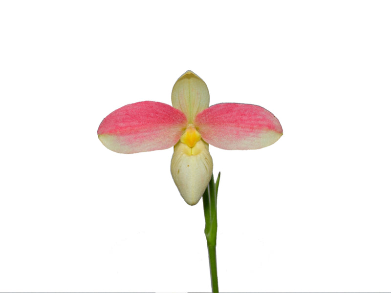 Phragmipedium Saint Ouen