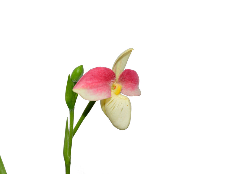 Phragmipedium Saint Ouen