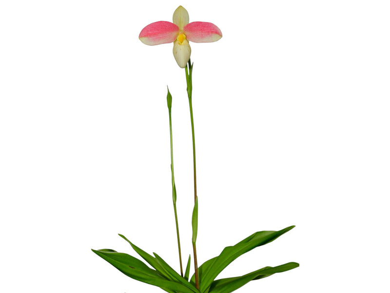 Phragmipedium Saint Ouen