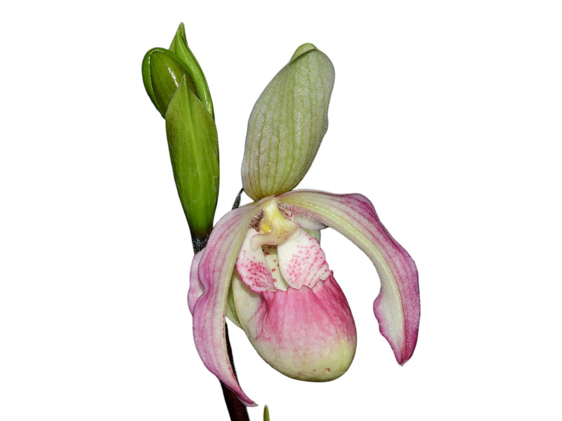 Phragmipedium Sheila Riggs