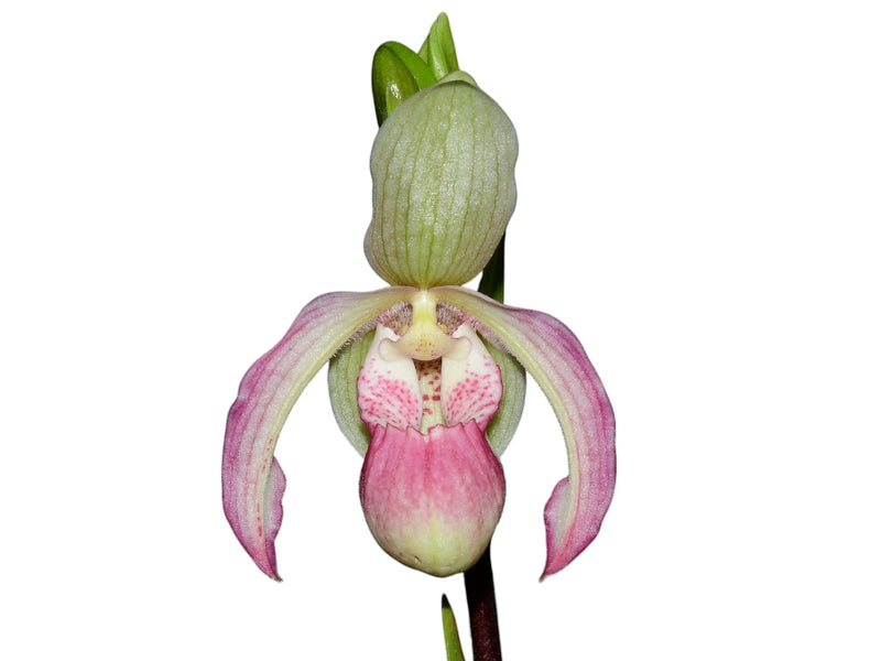 Phragmipedium Sheila Riggs