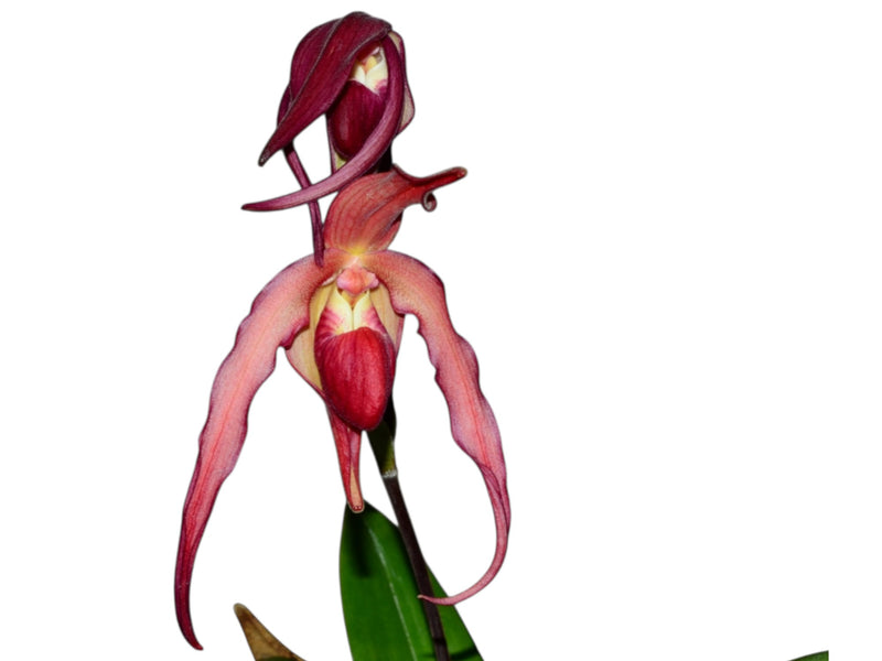Phragmipedium Super Rubies