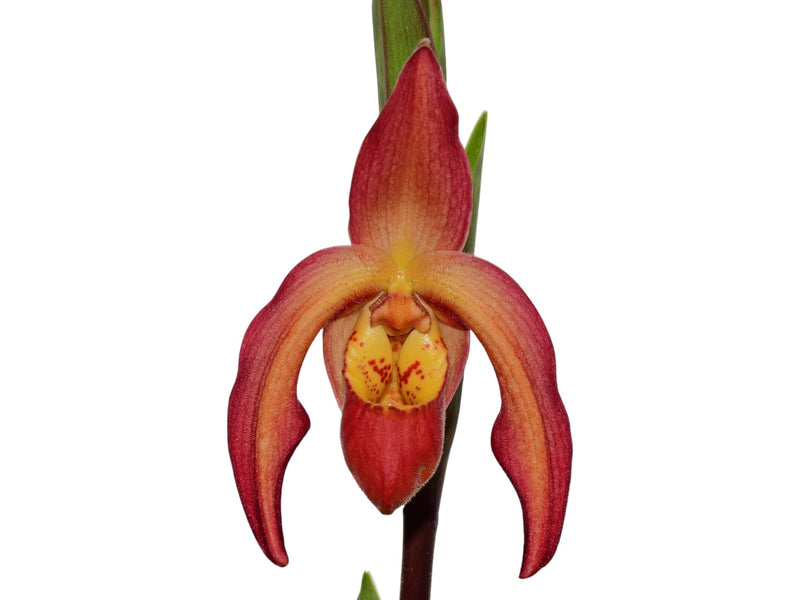Phragmipedium Vittabess