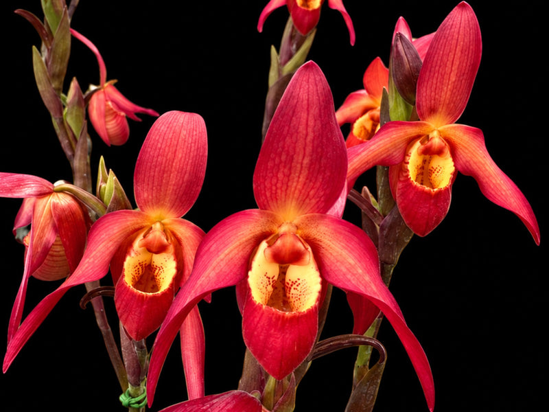 Phragmipedium Vittabess