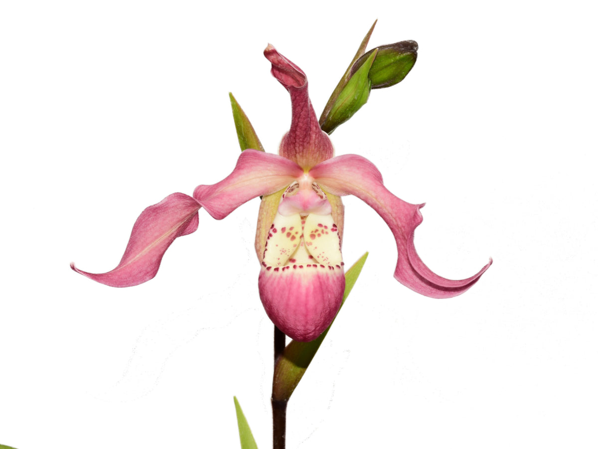 Phragmipedium Wayne Riggs — Ecuagenera Europe GmbH