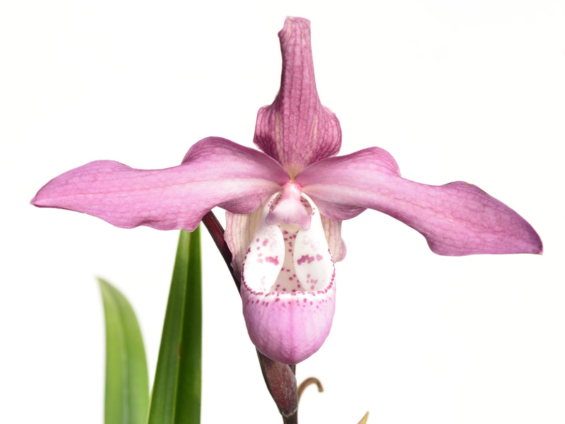 Phragmipedium Wössner Rosenglanz