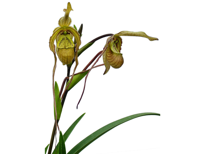 Phragmipedium Wössner Twist