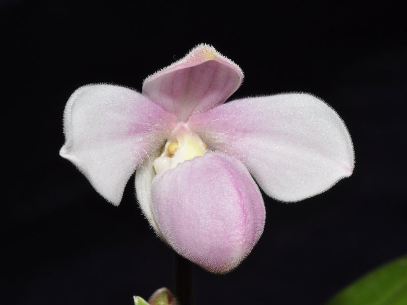 Phragmipedium andreettae